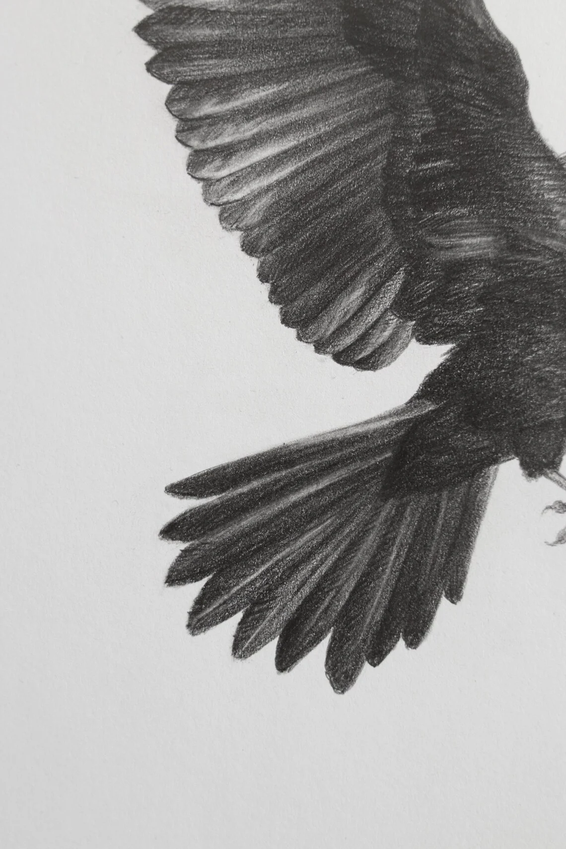 Flight of the Raven – Graphite Drawing