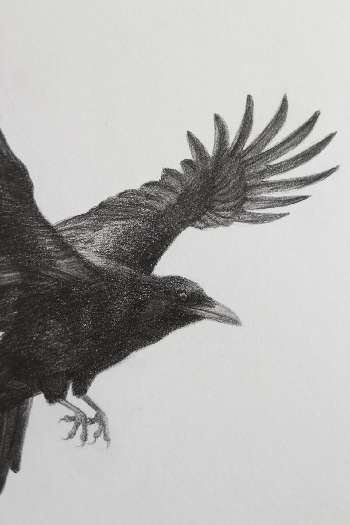 Flight of the Raven – Graphite Drawing