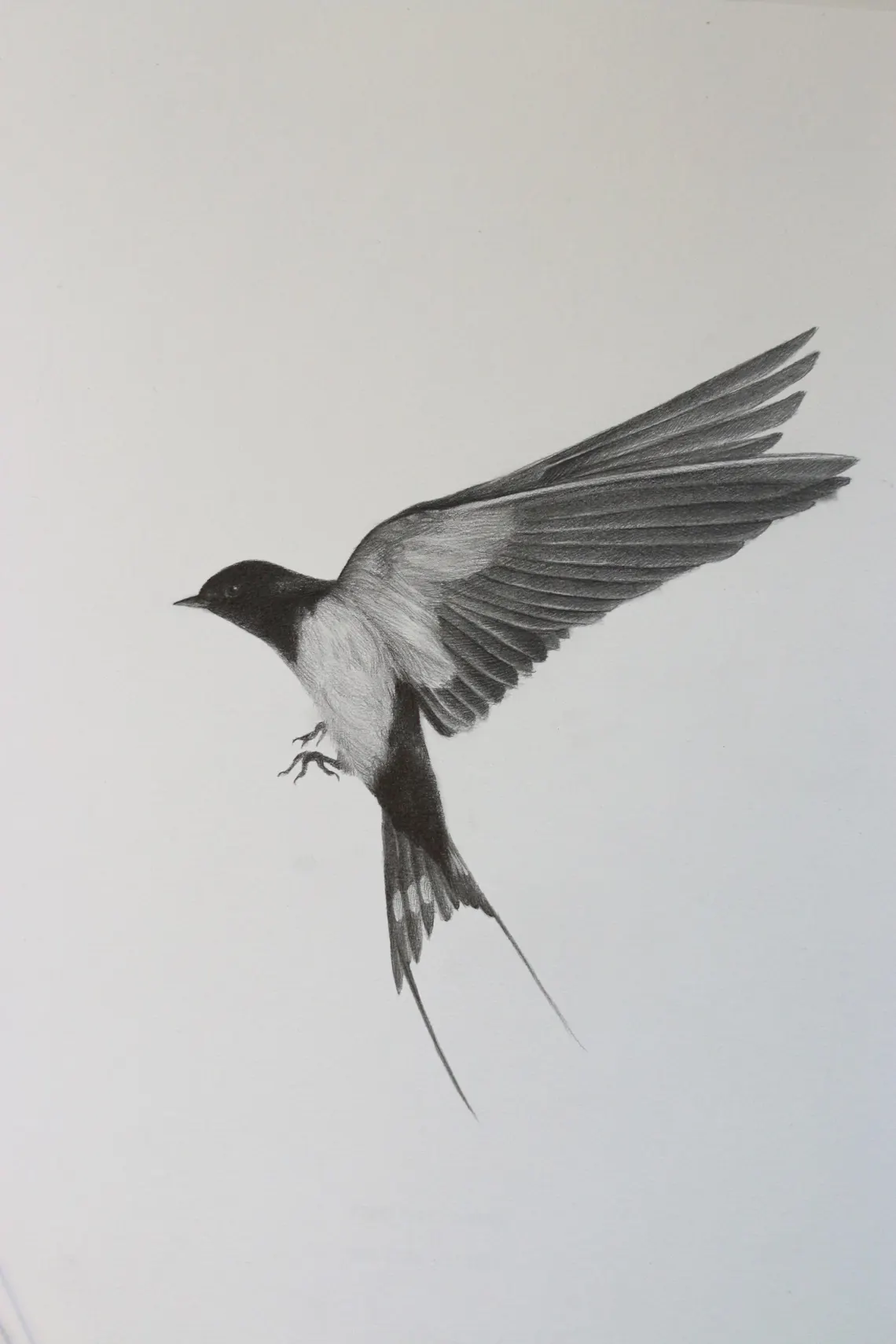 Framed Swallow Drawing