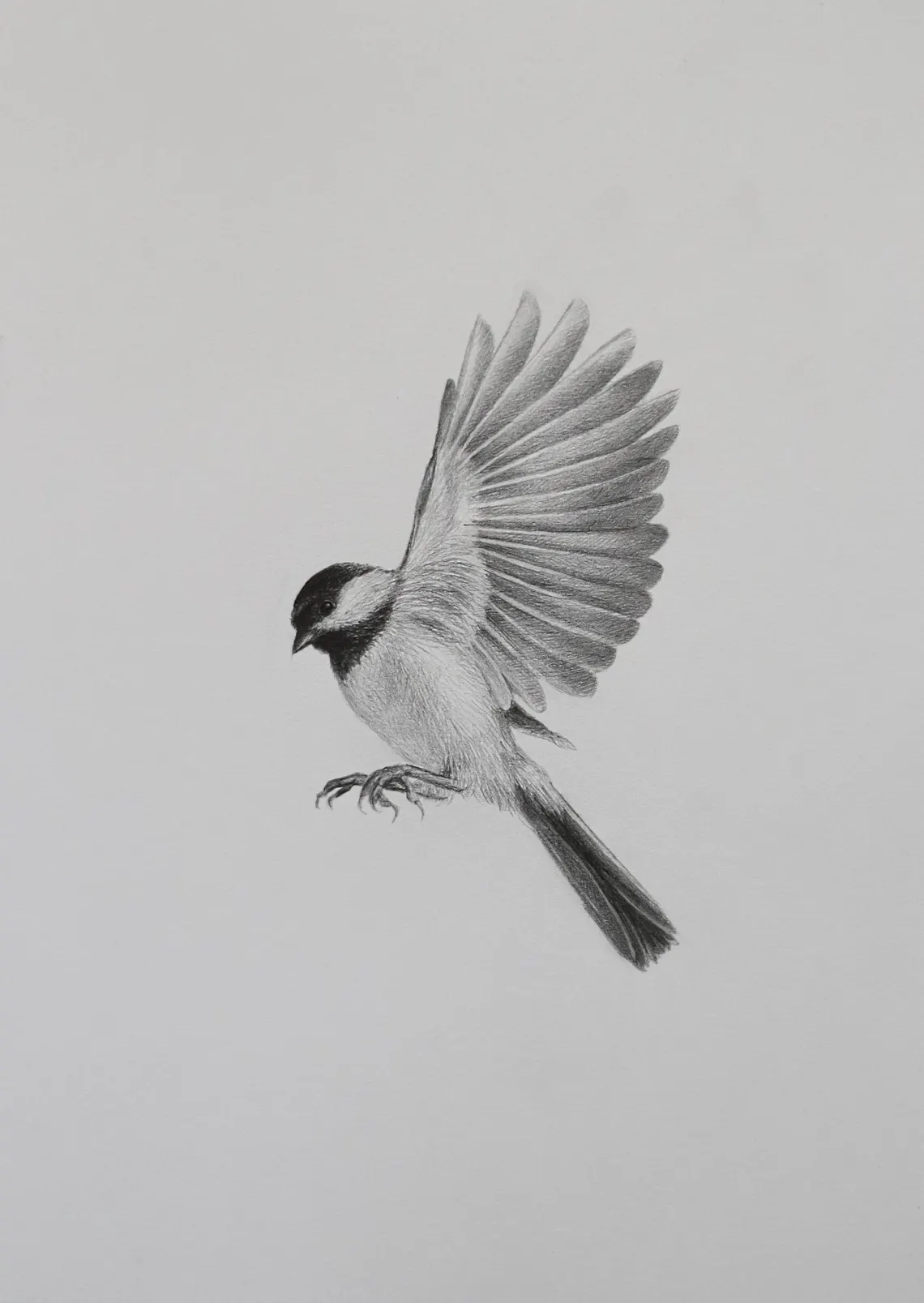 Framed Chickadee Pencil Drawing