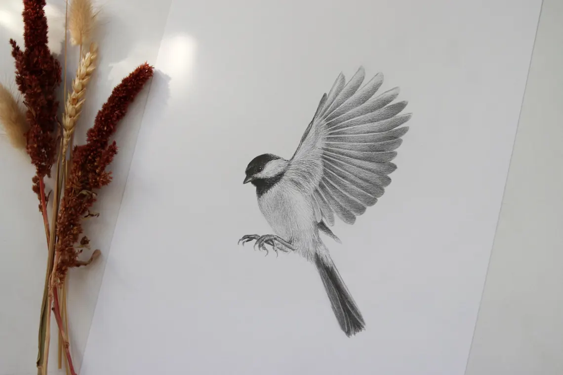 Framed Chickadee Pencil Drawing