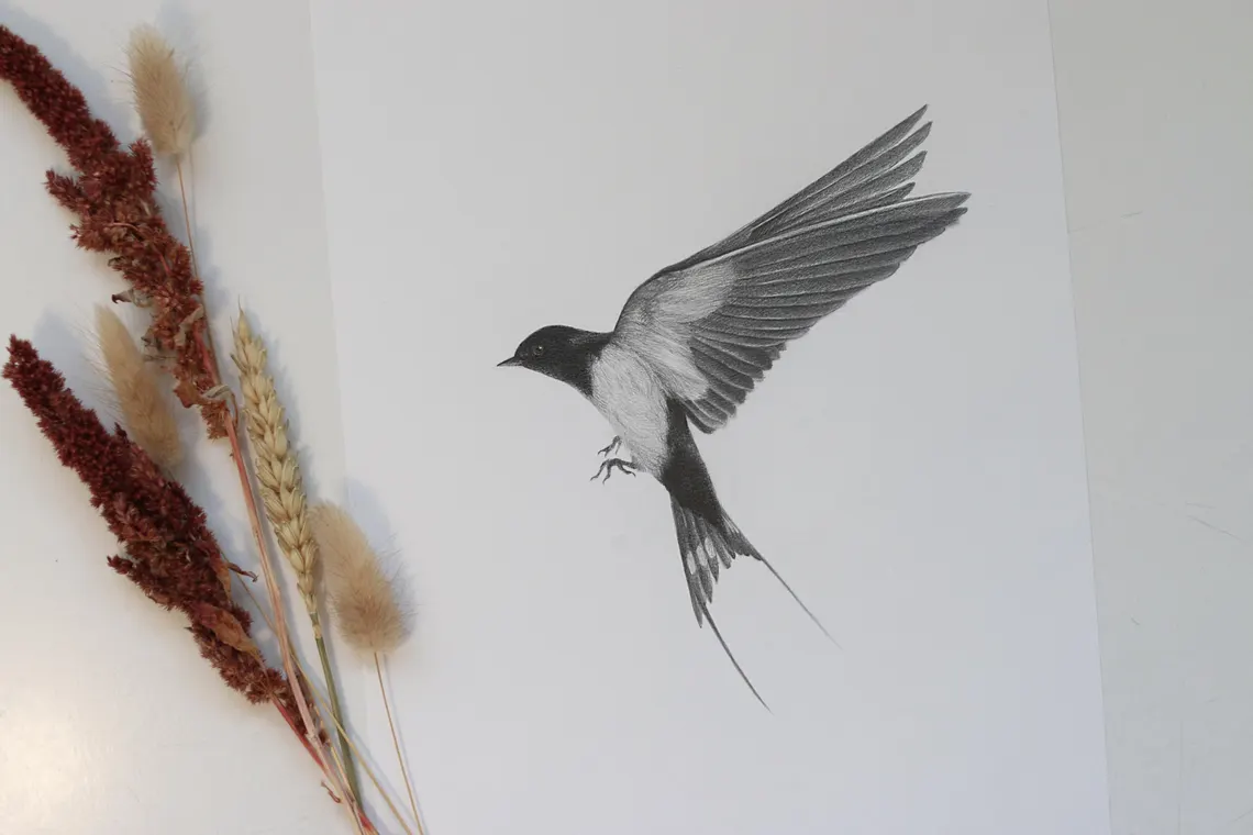 Framed Swallow Drawing