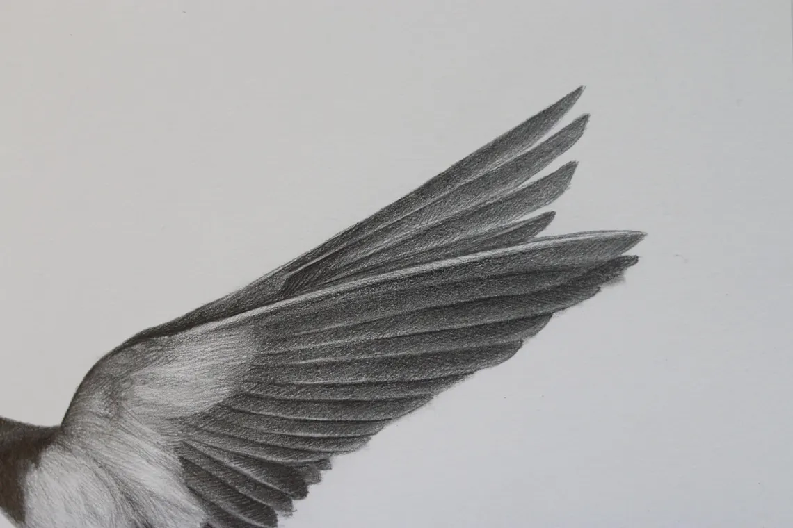 Framed Swallow Drawing