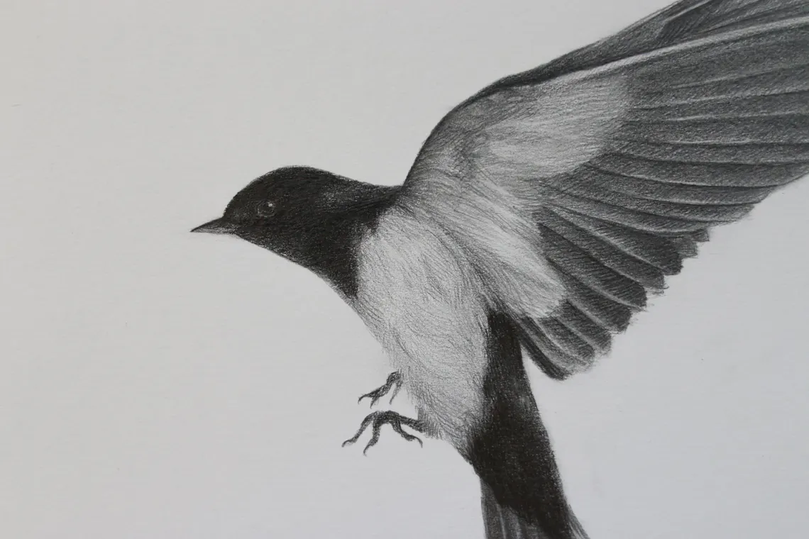 Framed Swallow Drawing