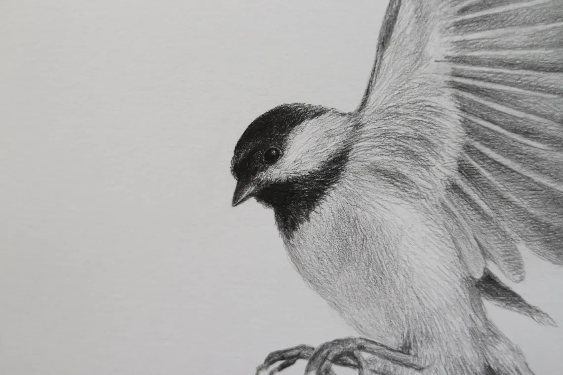 Framed Chickadee Pencil Drawing