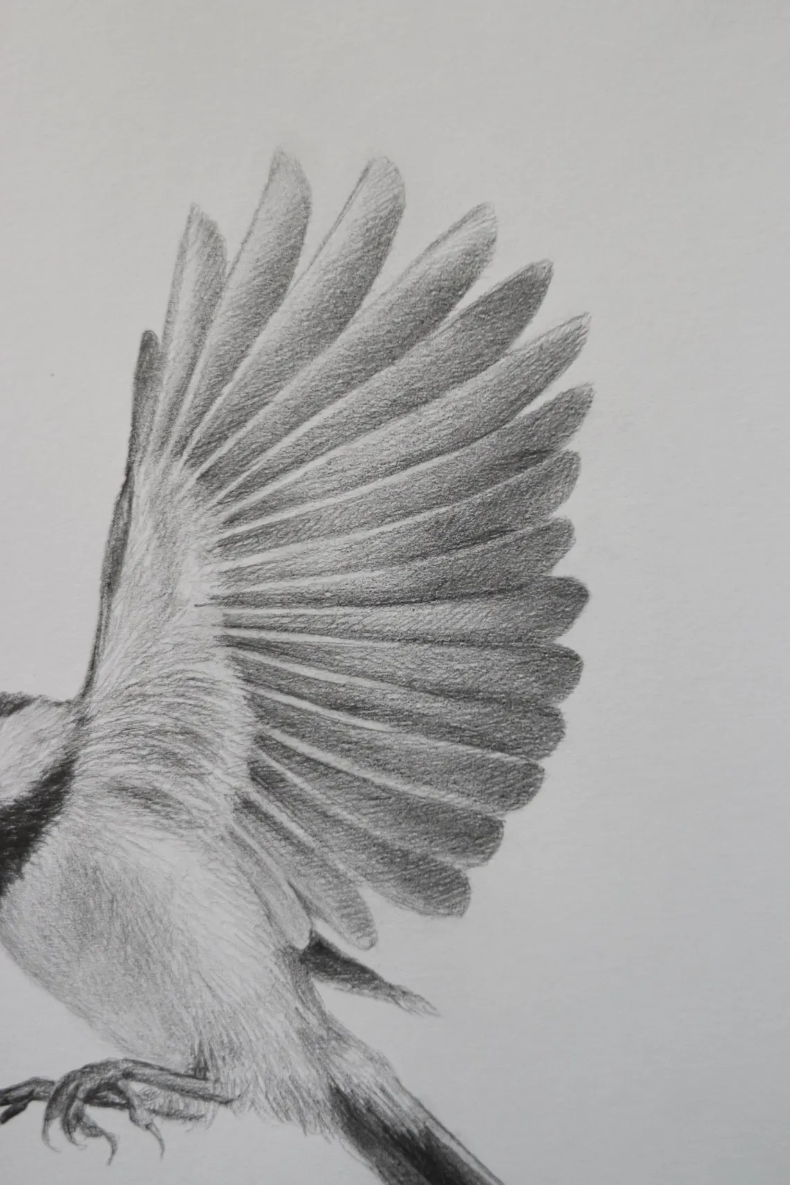 Framed Chickadee Pencil Drawing