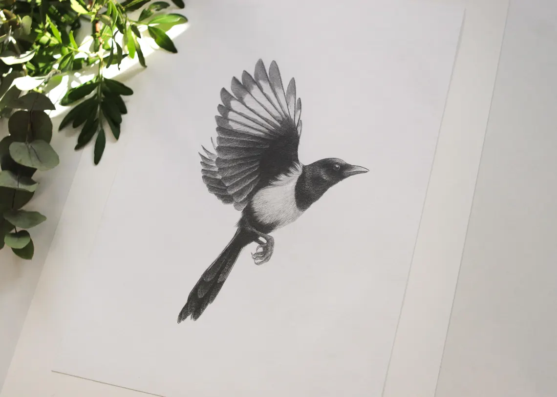 Magpie Pencil Drawing
