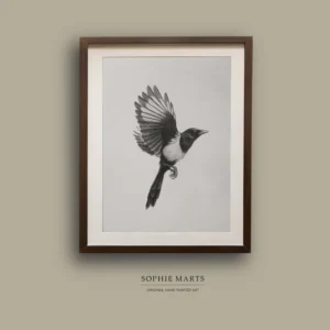 Magpie Pencil Drawing