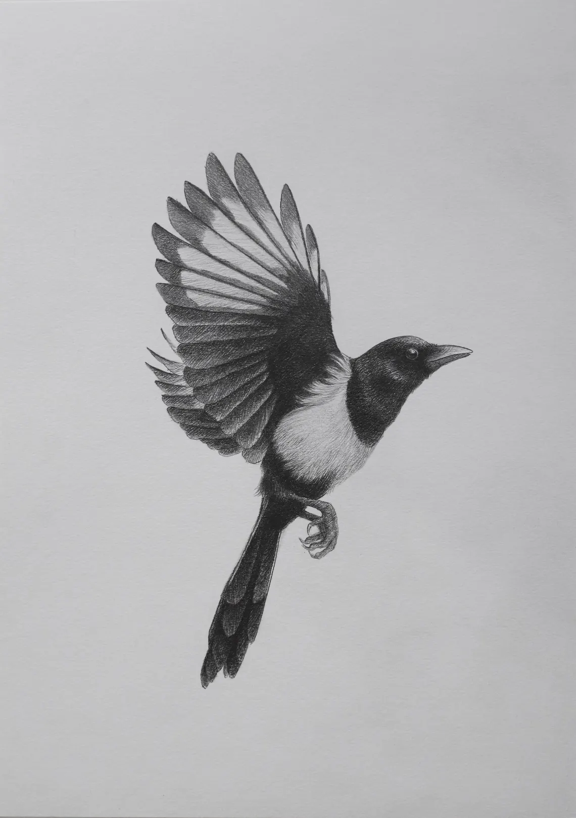 Magpie Pencil Drawing