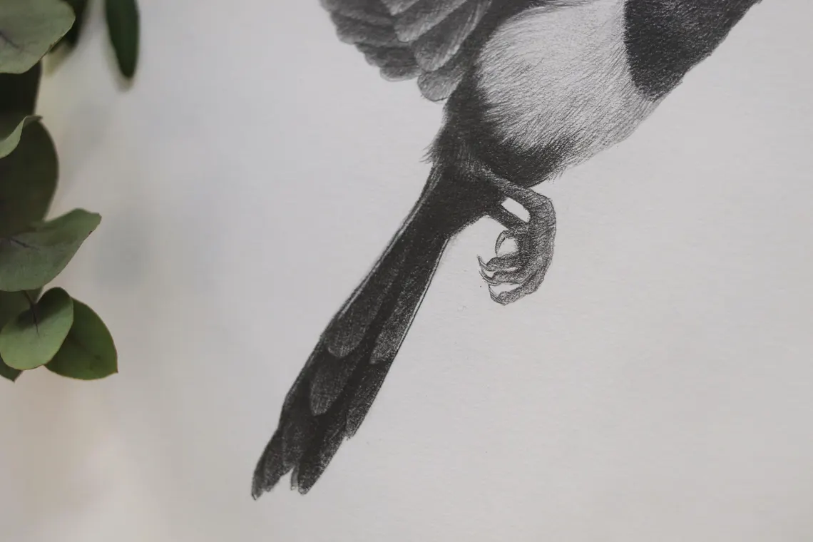 Magpie Pencil Drawing