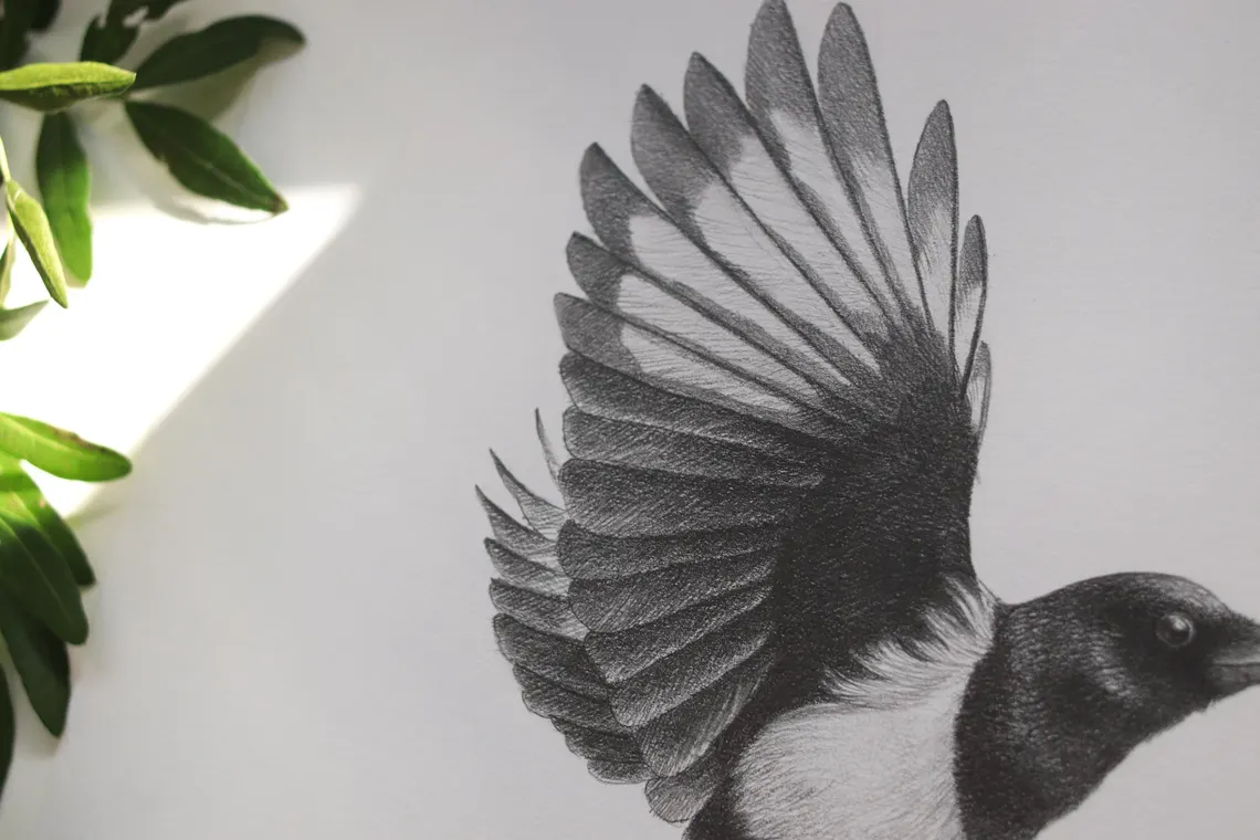 Magpie Pencil Drawing
