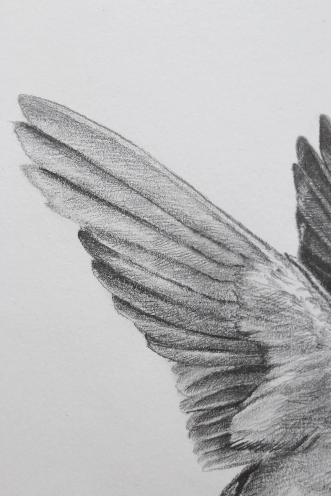 Graceful Flight – Realistic Bird Drawing
