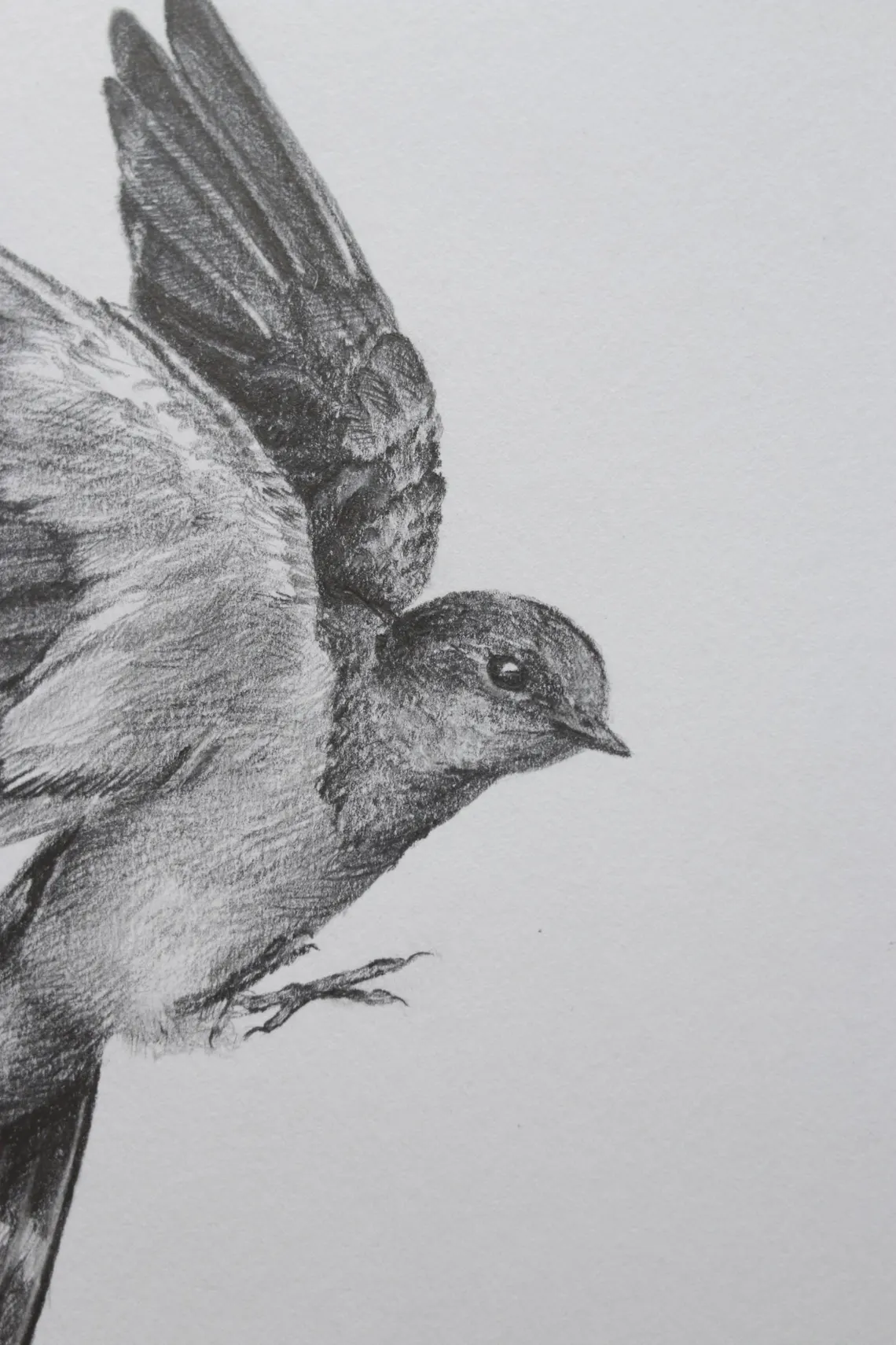 Graceful Flight – Realistic Bird Drawing