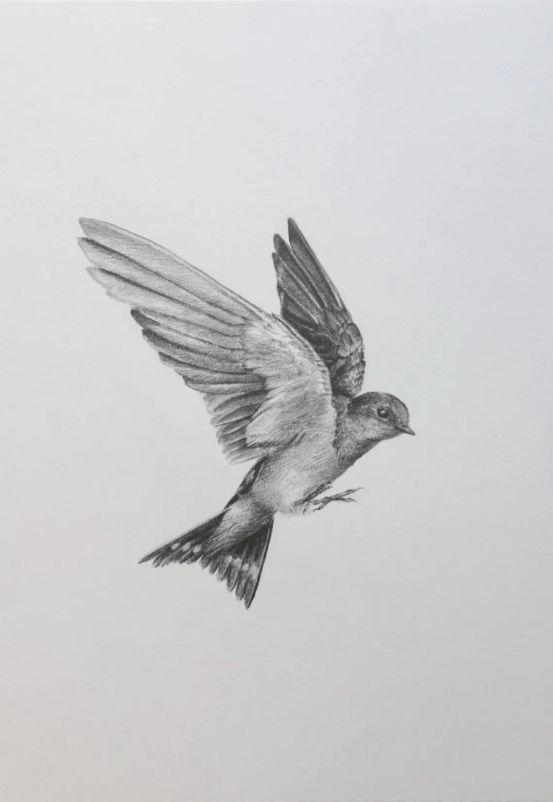 Graceful Flight – Realistic Bird Drawing