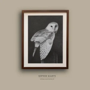 Barn Owl Graphite Drawing