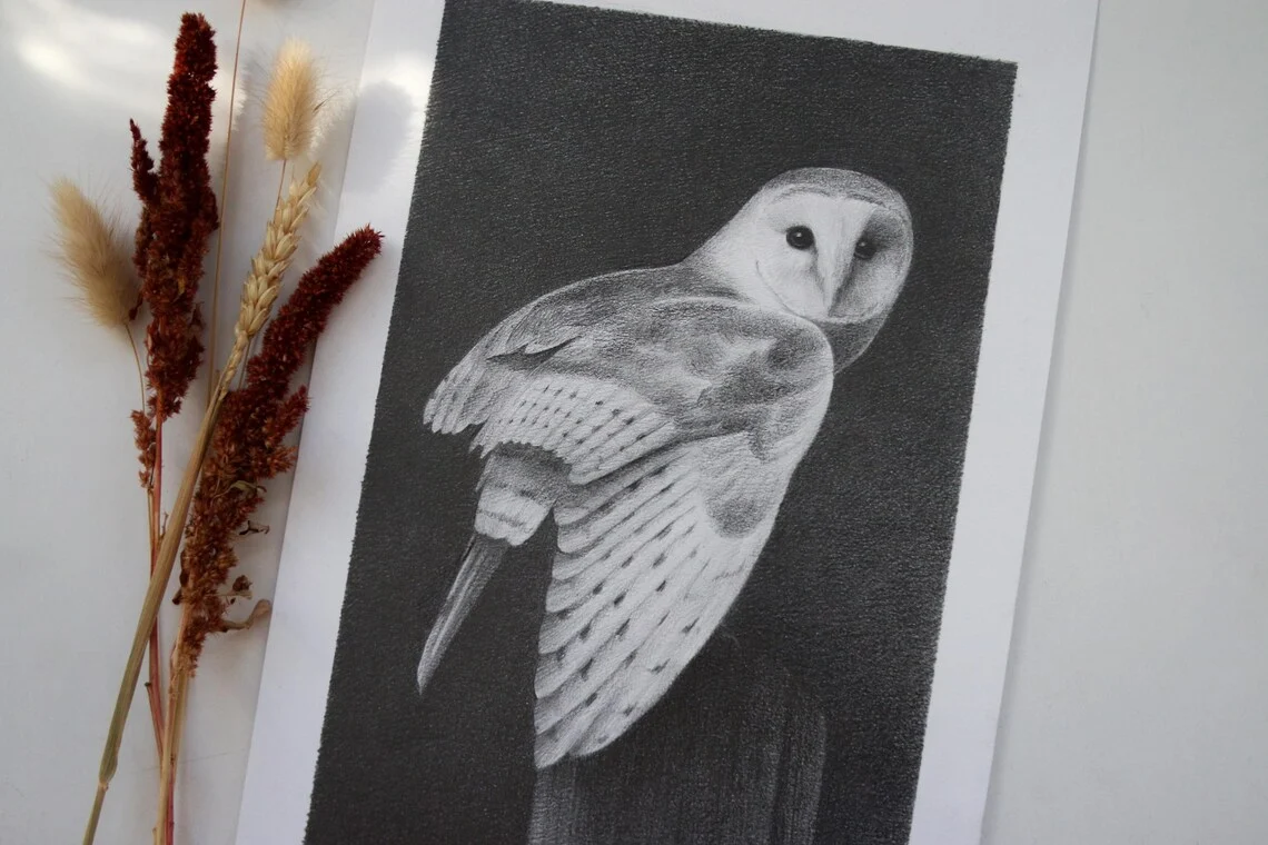 Barn Owl Drawing – Graphite Pencil Art