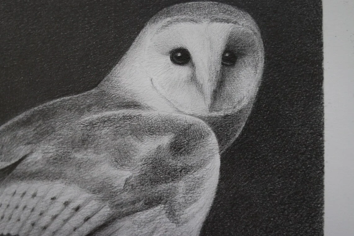 Barn Owl Drawing – Graphite Pencil Art