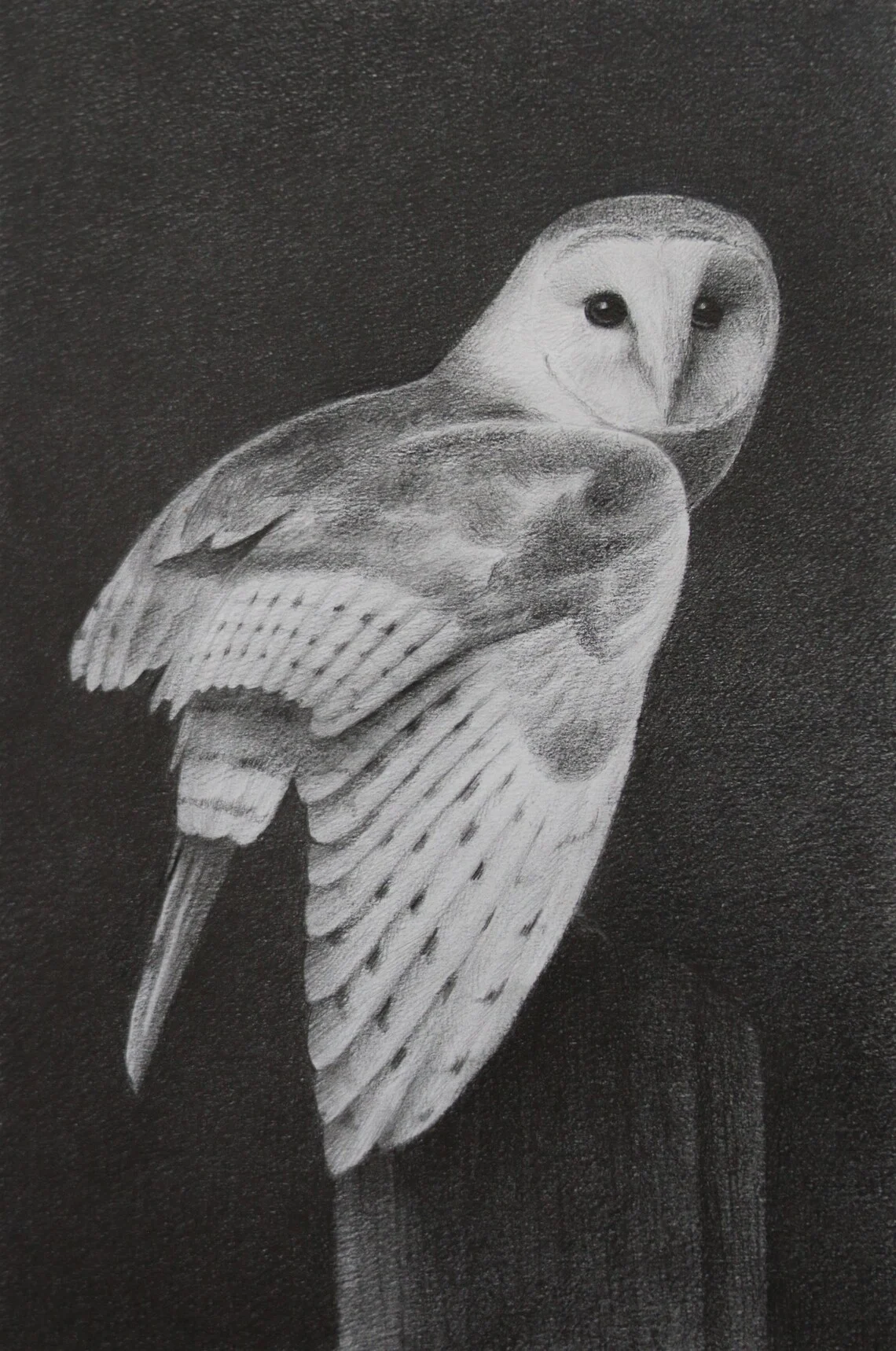 Barn Owl Drawing – Graphite Pencil Art