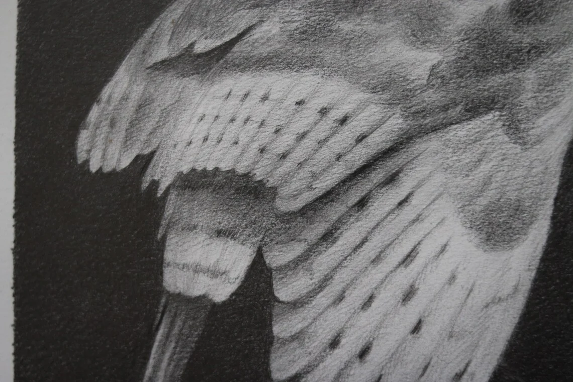 Barn Owl Drawing – Graphite Pencil Art