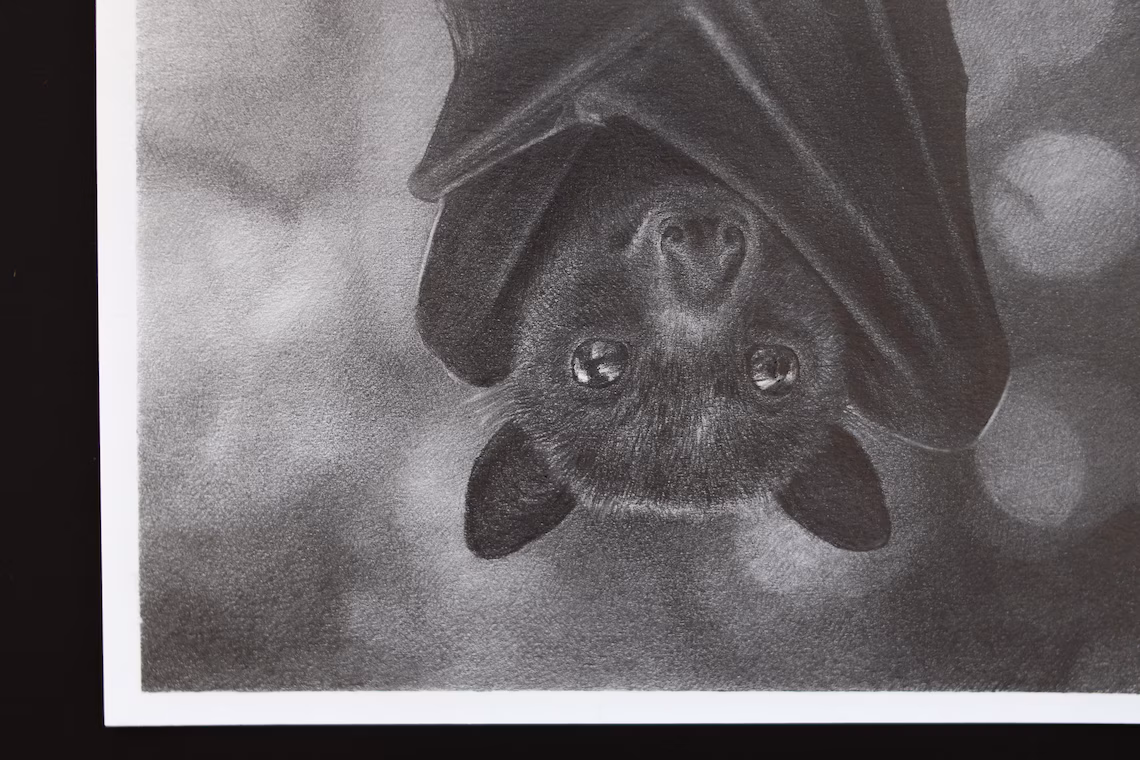 Original Bat Pencil Drawing